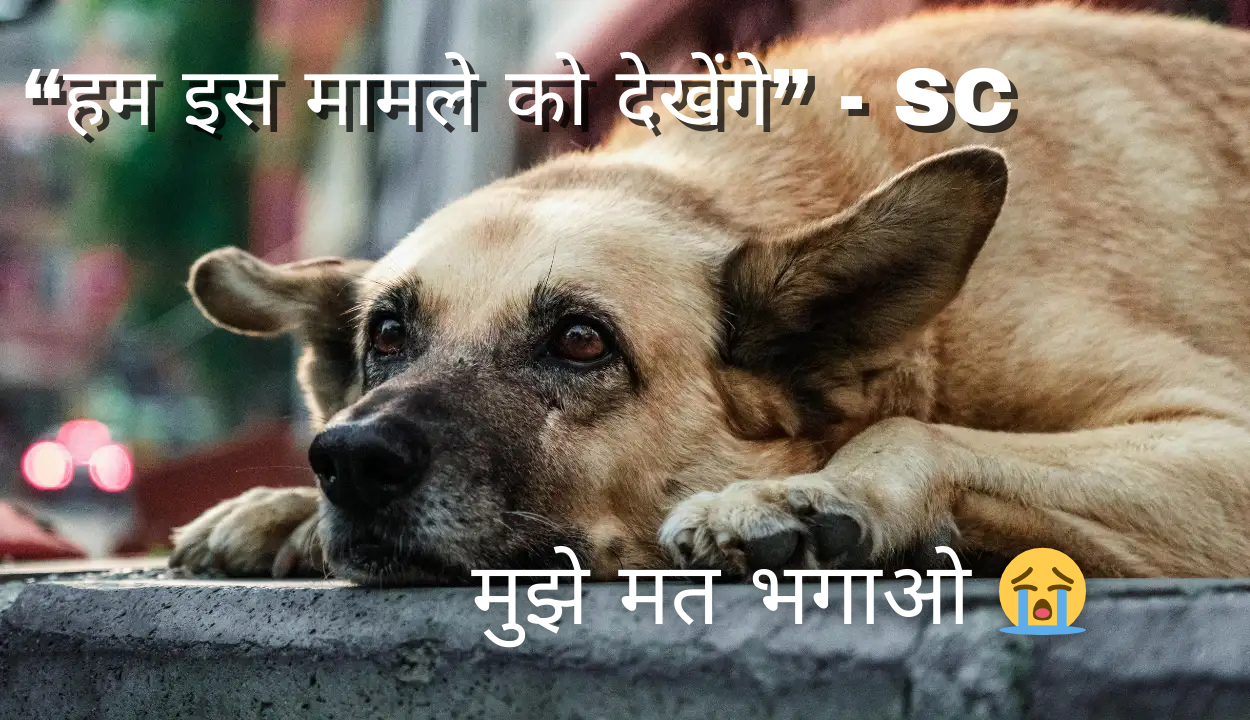 supreme court stray dogs delhi